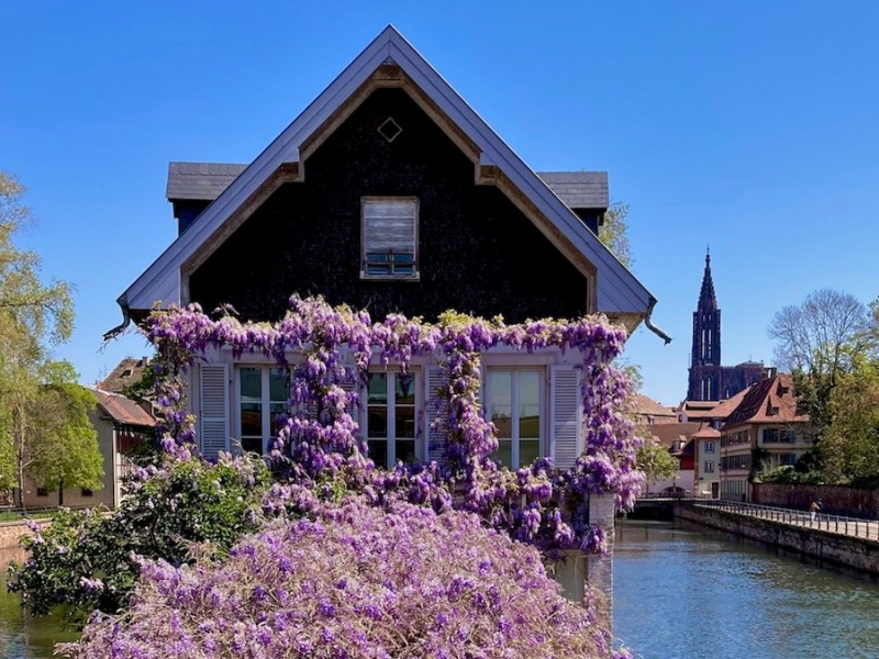 9 lieux où voir les glycines en fleur à&nbsp;Strasbourg